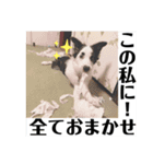 まゆげボーダーコリーのマロ【Vo.1】（個別スタンプ：24）
