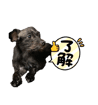 ピッチの一言時々龍（個別スタンプ：7）