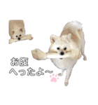 陸人有璃親分（個別スタンプ：16）