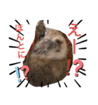 らびちゃんかわいいスタンプ（個別スタンプ：4）