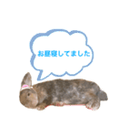 らびちゃんかわいいスタンプ（個別スタンプ：6）