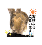 らびちゃんかわいいスタンプ（個別スタンプ：8）