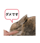 らびちゃんかわいいスタンプ（個別スタンプ：10）
