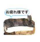 らびちゃんかわいいスタンプ（個別スタンプ：17）