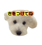 丸男くんスタンプ2（個別スタンプ：1）