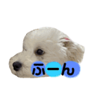 丸男くんスタンプ2（個別スタンプ：9）