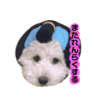 丸男くんスタンプ2（個別スタンプ：12）