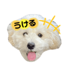 丸男くんスタンプ2（個別スタンプ：13）