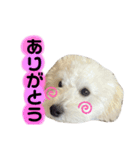 丸男くんスタンプ2（個別スタンプ：15）