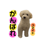 丸男くんスタンプ2（個別スタンプ：16）
