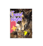 可愛いよぉ〜うちの猫（個別スタンプ：2）