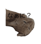 可愛いよぉ〜うちの猫（個別スタンプ：3）