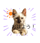 可愛いよぉ〜うちの猫（個別スタンプ：4）