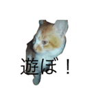 可愛いよぉ〜うちの猫（個別スタンプ：6）