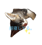可愛いよぉ〜うちの猫（個別スタンプ：7）