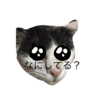 可愛いよぉ〜うちの猫（個別スタンプ：8）