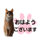 我が家の猫ちゃんs（個別スタンプ：1）