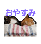 我が家の猫ちゃんs（個別スタンプ：2）