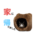 我が家の猫ちゃんs（個別スタンプ：3）