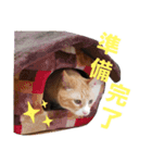 我が家の猫ちゃんs（個別スタンプ：4）