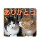 我が家の猫ちゃんs（個別スタンプ：5）