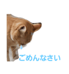 我が家の猫ちゃんs（個別スタンプ：6）