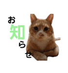 我が家の猫ちゃんs（個別スタンプ：7）