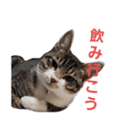 我が家の猫ちゃんs（個別スタンプ：8）
