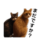 我が家の猫ちゃんs（個別スタンプ：9）