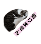 我が家の猫ちゃんs（個別スタンプ：11）
