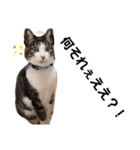 我が家の猫ちゃんs（個別スタンプ：12）
