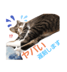 我が家の猫ちゃんs（個別スタンプ：13）