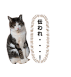 我が家の猫ちゃんs（個別スタンプ：15）