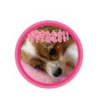 パピヨン3 レン（個別スタンプ：7）