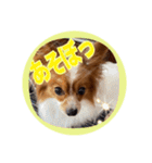 パピヨン3 レン（個別スタンプ：13）