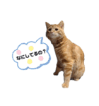 元保護猫のぬぅとじゃじゃ丸（個別スタンプ：1）