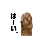 元保護猫のぬぅとじゃじゃ丸（個別スタンプ：2）
