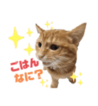 元保護猫のぬぅとじゃじゃ丸（個別スタンプ：4）