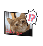 元保護猫のぬぅとじゃじゃ丸（個別スタンプ：5）