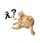 元保護猫のぬぅとじゃじゃ丸（個別スタンプ：7）