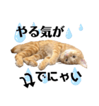 元保護猫のぬぅとじゃじゃ丸（個別スタンプ：8）