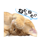 元保護猫のぬぅとじゃじゃ丸（個別スタンプ：9）