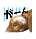 元保護猫のぬぅとじゃじゃ丸（個別スタンプ：10）