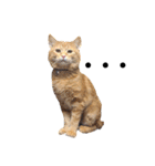元保護猫のぬぅとじゃじゃ丸（個別スタンプ：11）