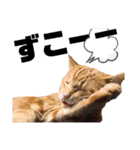 元保護猫のぬぅとじゃじゃ丸（個別スタンプ：12）