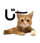 元保護猫のぬぅとじゃじゃ丸（個別スタンプ：13）