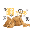 元保護猫のぬぅとじゃじゃ丸（個別スタンプ：14）