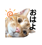 元保護猫のぬぅとじゃじゃ丸（個別スタンプ：15）