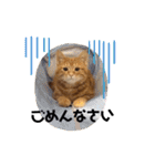 元保護猫のぬぅとじゃじゃ丸（個別スタンプ：16）