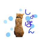 元保護猫のぬぅとじゃじゃ丸（個別スタンプ：17）